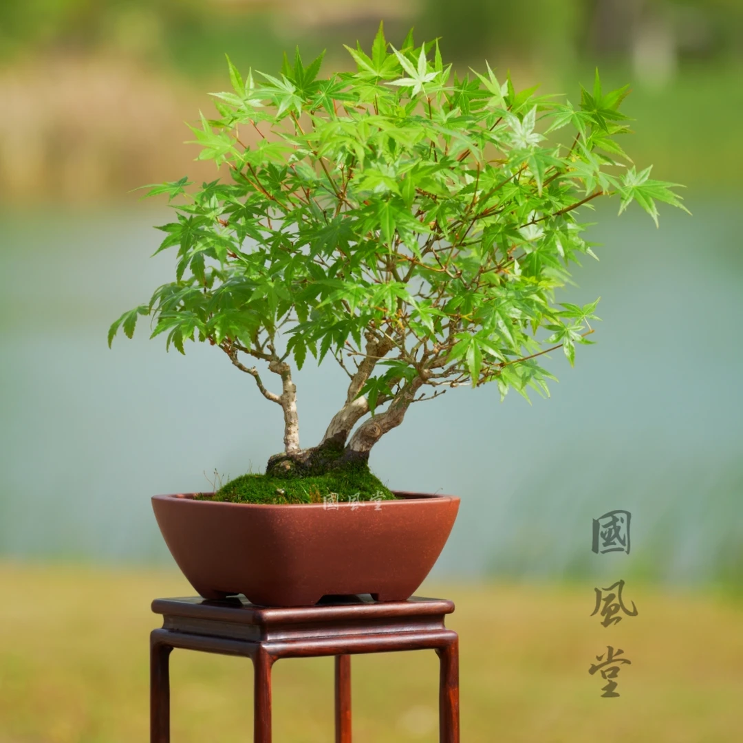应小青珍藏老料四方斗盆紫砂盆景盆枫树盆内门竹盆文人松树杜鹃盆