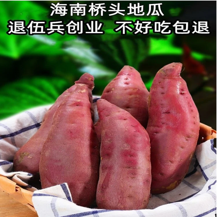 1现挖海南桥头地瓜富硒沙地新鲜红薯香甜粉糯板栗番薯土豆农番薯