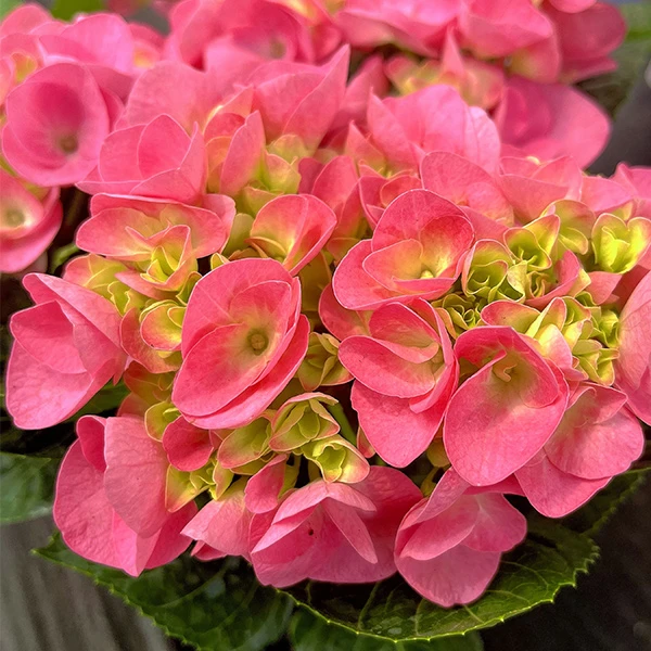 【沙雷纳】粉色绣球  花瓣紧凑圆润 云南基地直发 易养护盆栽