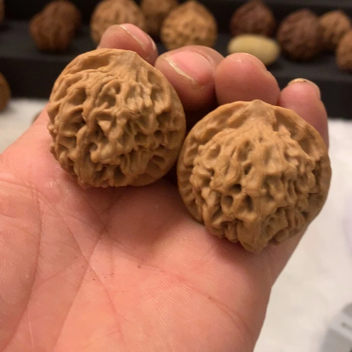 木**朋秦岭山脉的小王核桃