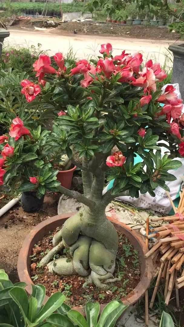 沙漠玫瑰 一物一拍