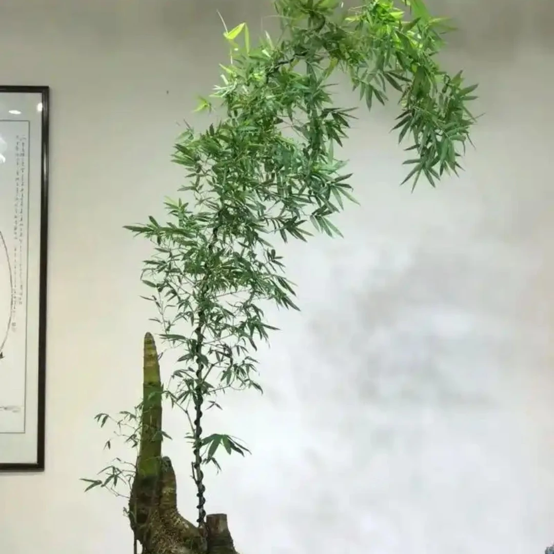 竹子勒竹盆栽，虫洞碳化属于自然现象，一旦售出概不退货介意勿拍