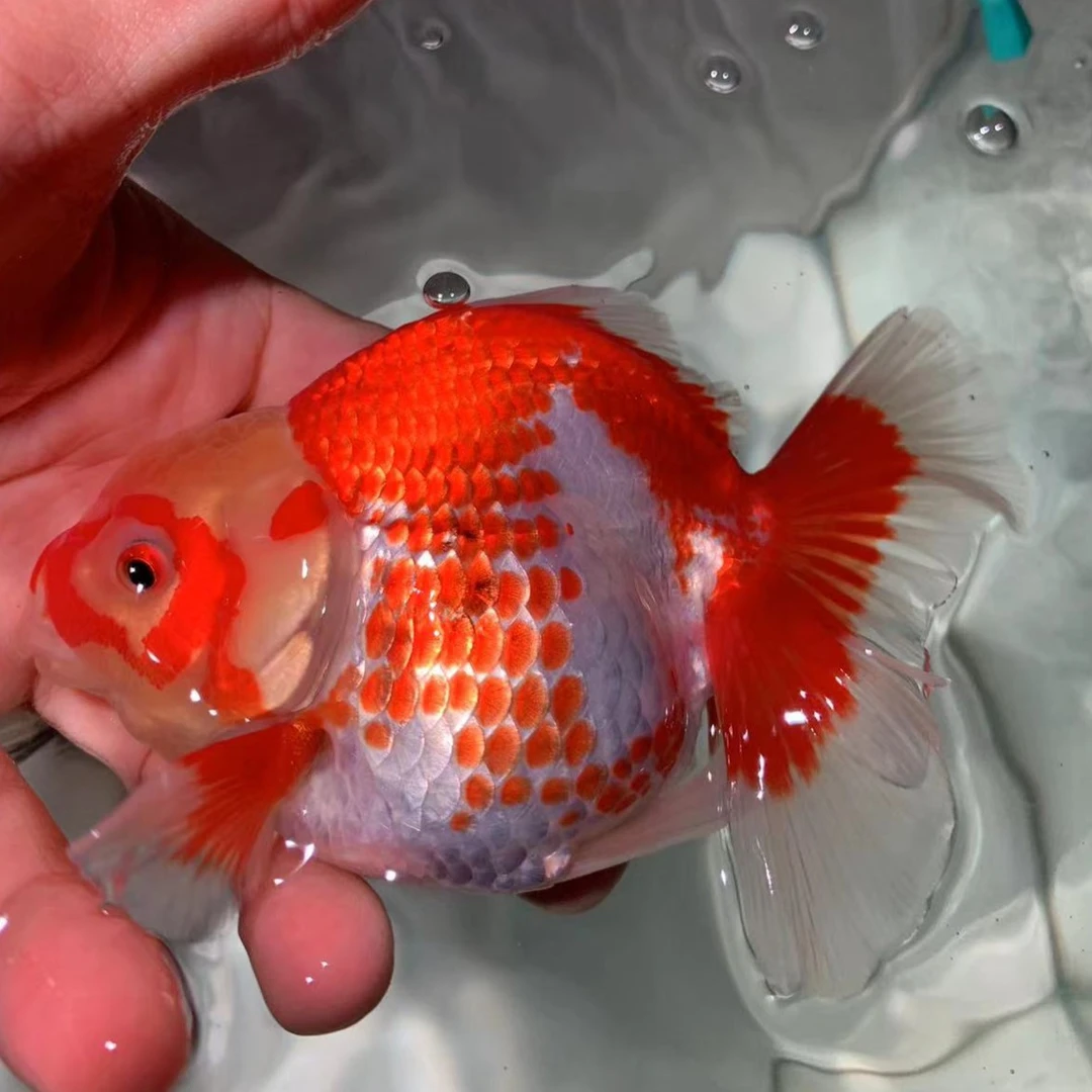 长尾百褶泰狮，红白花特价