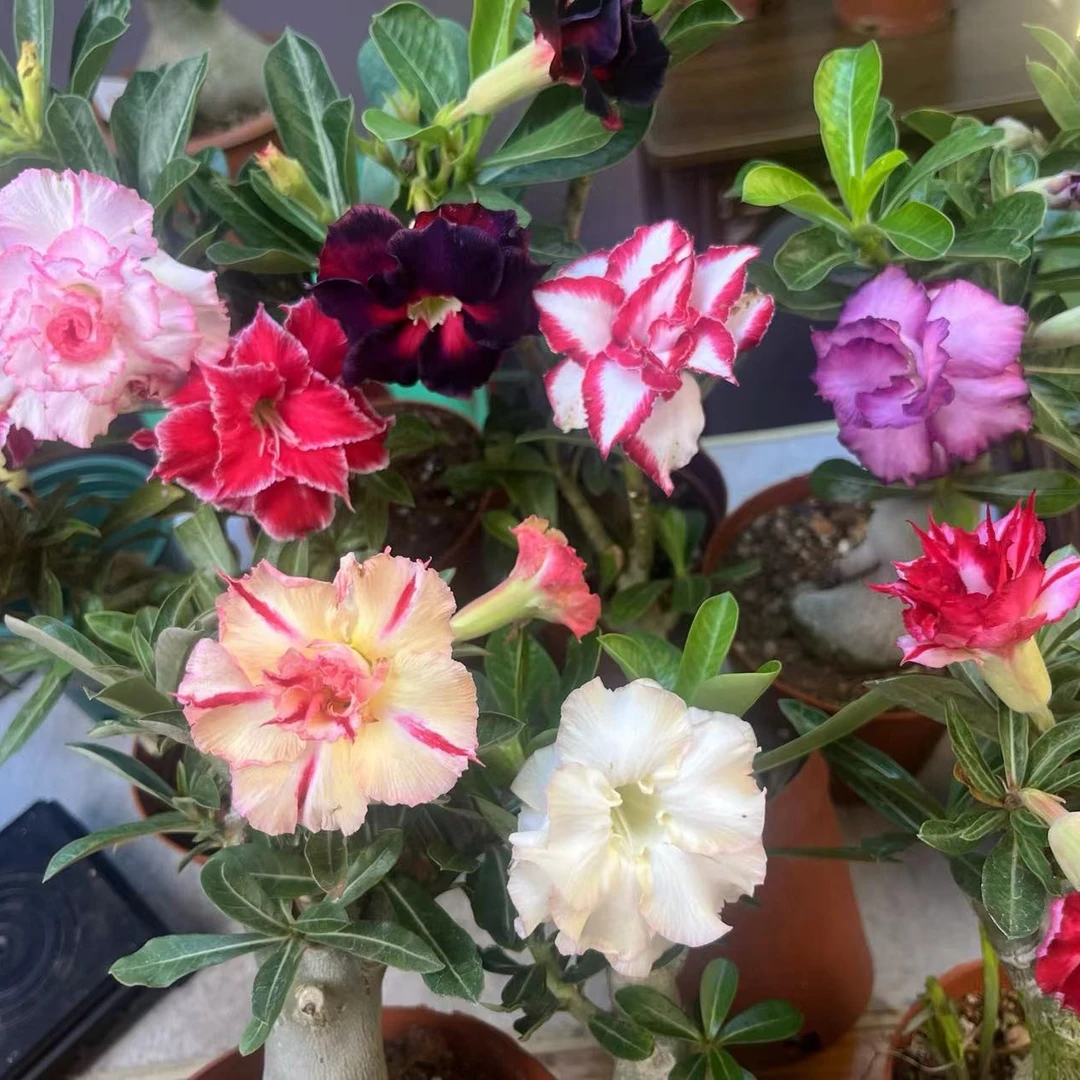【沙漠玫瑰】原盆原土迷你室内客厅花卉绿植盆栽基地种植好养活