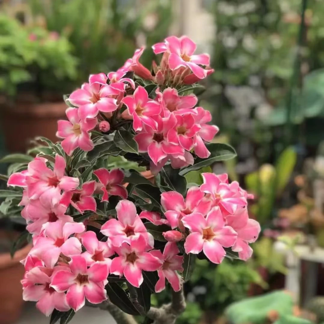 老桩【沙漠玫瑰】带花苞原盆原土室内客厅花卉绿植盆栽基地种植好养