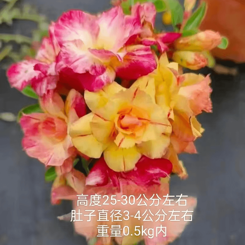 五年老桩【多色沙漠玫瑰】科技原生苗花卉绿植盆栽基地种植好养活