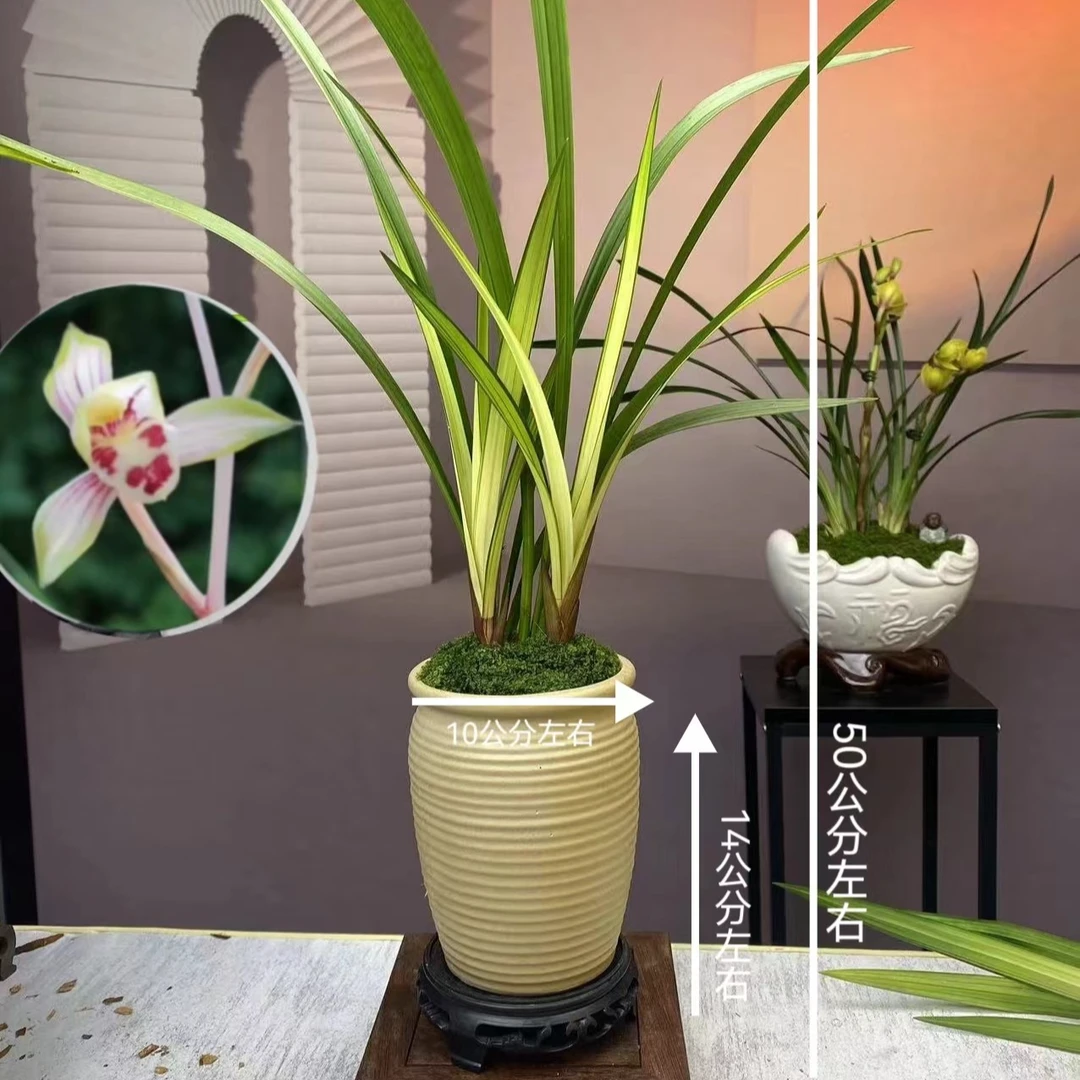 建兰【高山春色】两青两白带盆室内客厅花卉绿植盆栽基地种植好养活