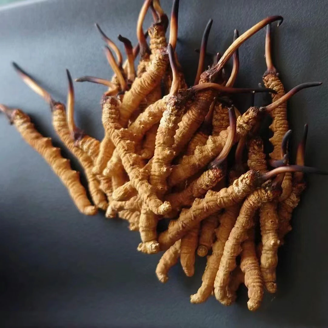 【精选4根/克】那曲中期高海拔天然冬虫夏草西藏那曲虫草