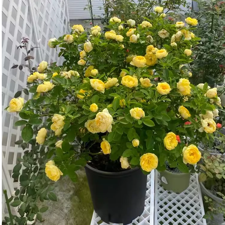 1加仑金丝雀月季花苗切花玫瑰带花苞浓香型花卉阳台月季苗