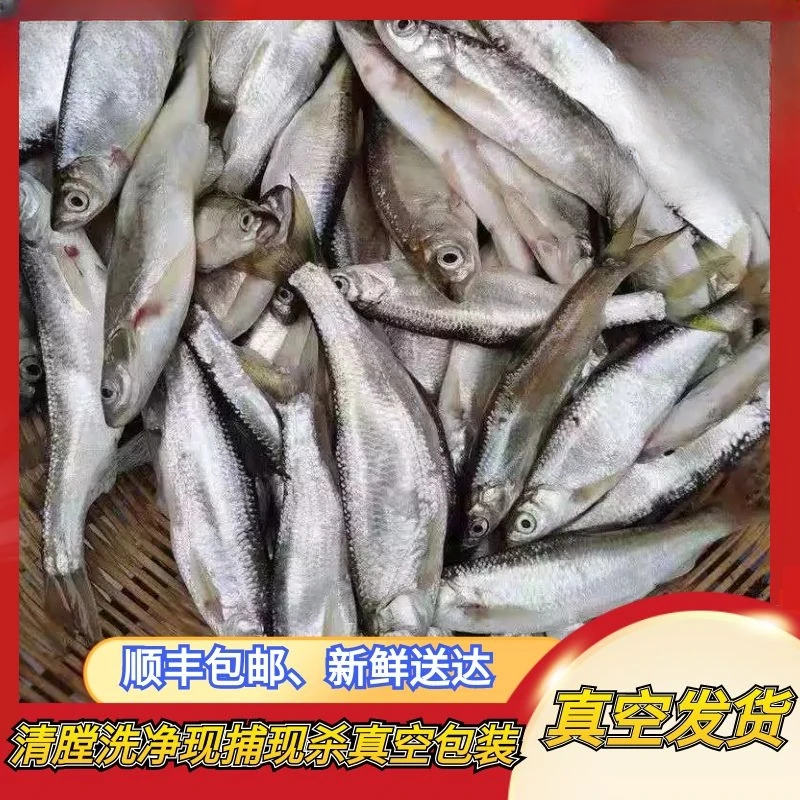 全国包邮小白鱼野鱼白条鱼川条刁子鱼淡水鱼翘嘴鱼现杀去肠真空