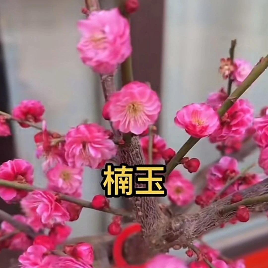 海棠花梅花盲盒专拍链接【直播间一物一拍】