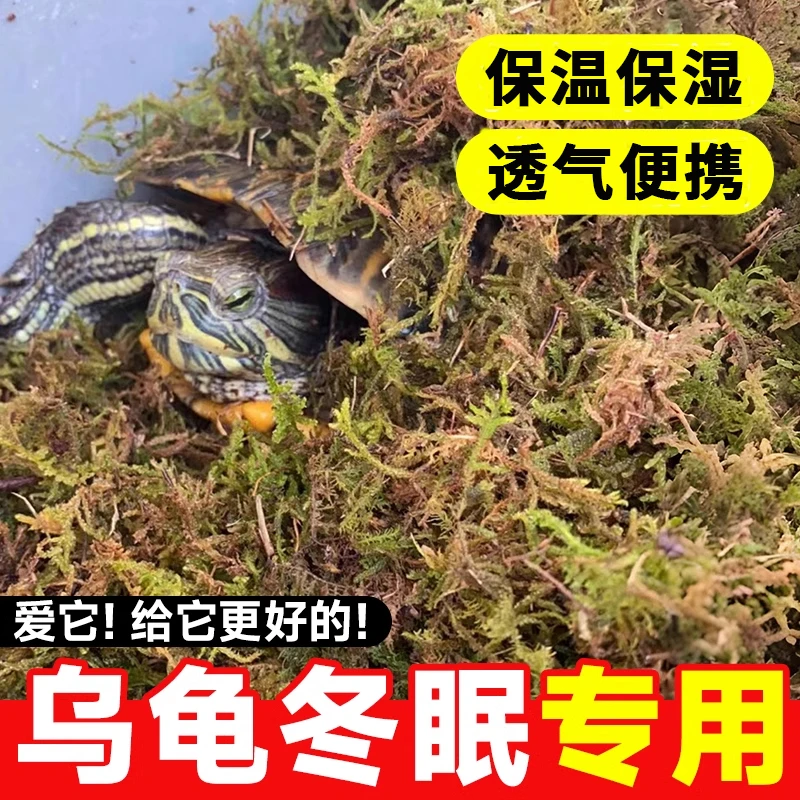 乌龟冬眠椰土垫材蜗牛蜘蛛蝎子角蛙陆龟冬眠保温保湿专用椰土椰砖