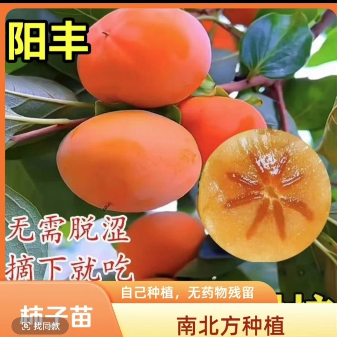 【脆甜柿子树】太秋甜柿苗果树苗庭院植物盆栽地栽四季种植直播选货