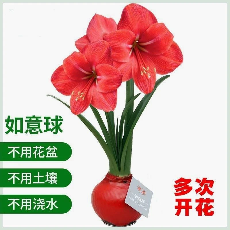 上海同城配送朱顶红盆栽一颗开花植物