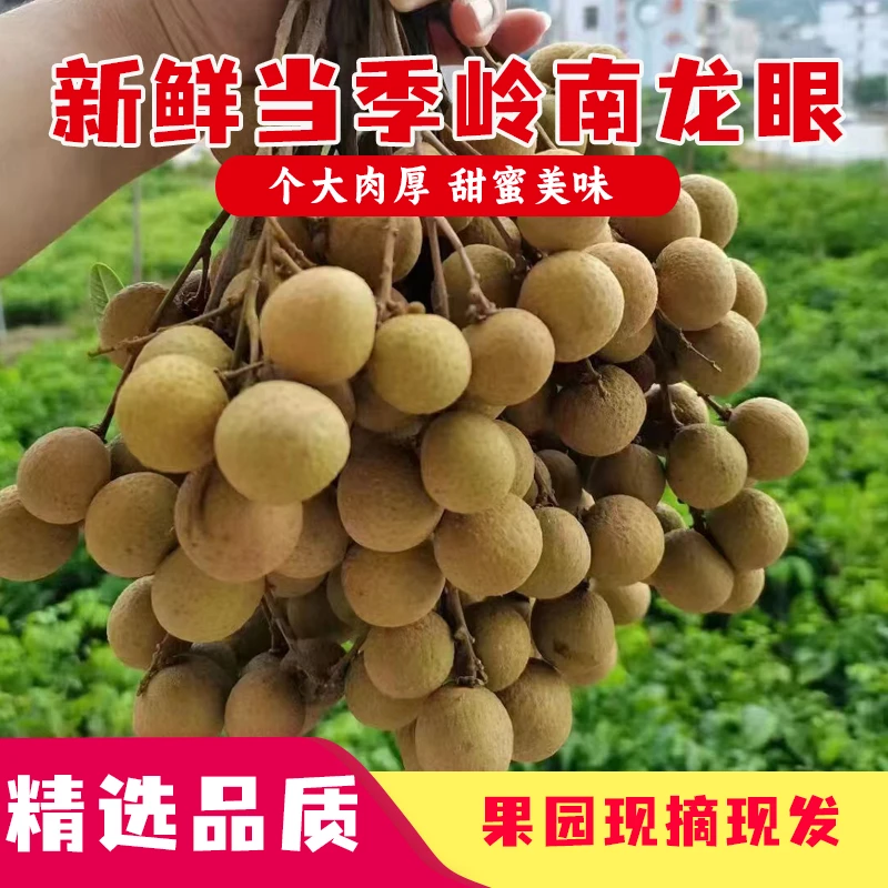 【顺丰包邮】广东高州新鲜石硖龙眼现摘现发龙眼新鲜高州石硖龙眼