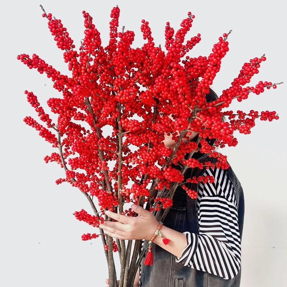 A级（60cm）10-枝【瑞秋花园】A级鲜切北美冬青基地直发