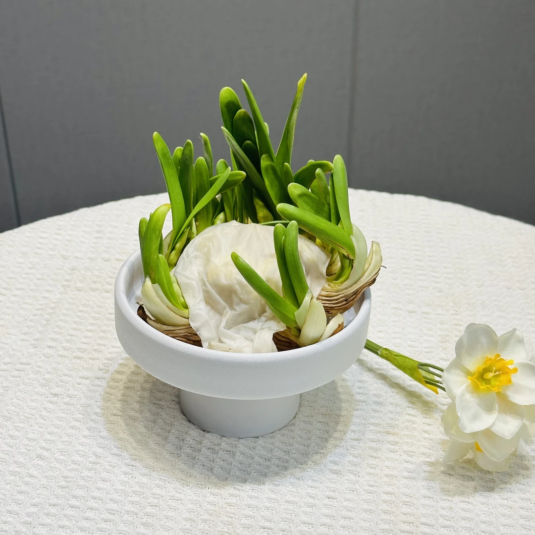 【雕刻好带盆漳州水仙花】新养法带盆养好根带花苞发货花盆