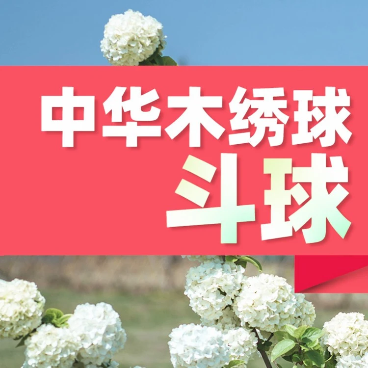 中华木绣球树苗大花斗球苗木本绣球琼花树苗庭院地栽盆栽绣球花苗