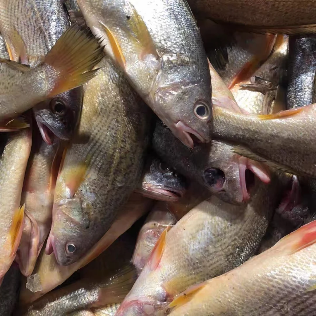 【黄姑鱼黄三3斤装】东海纯野生海鲜
