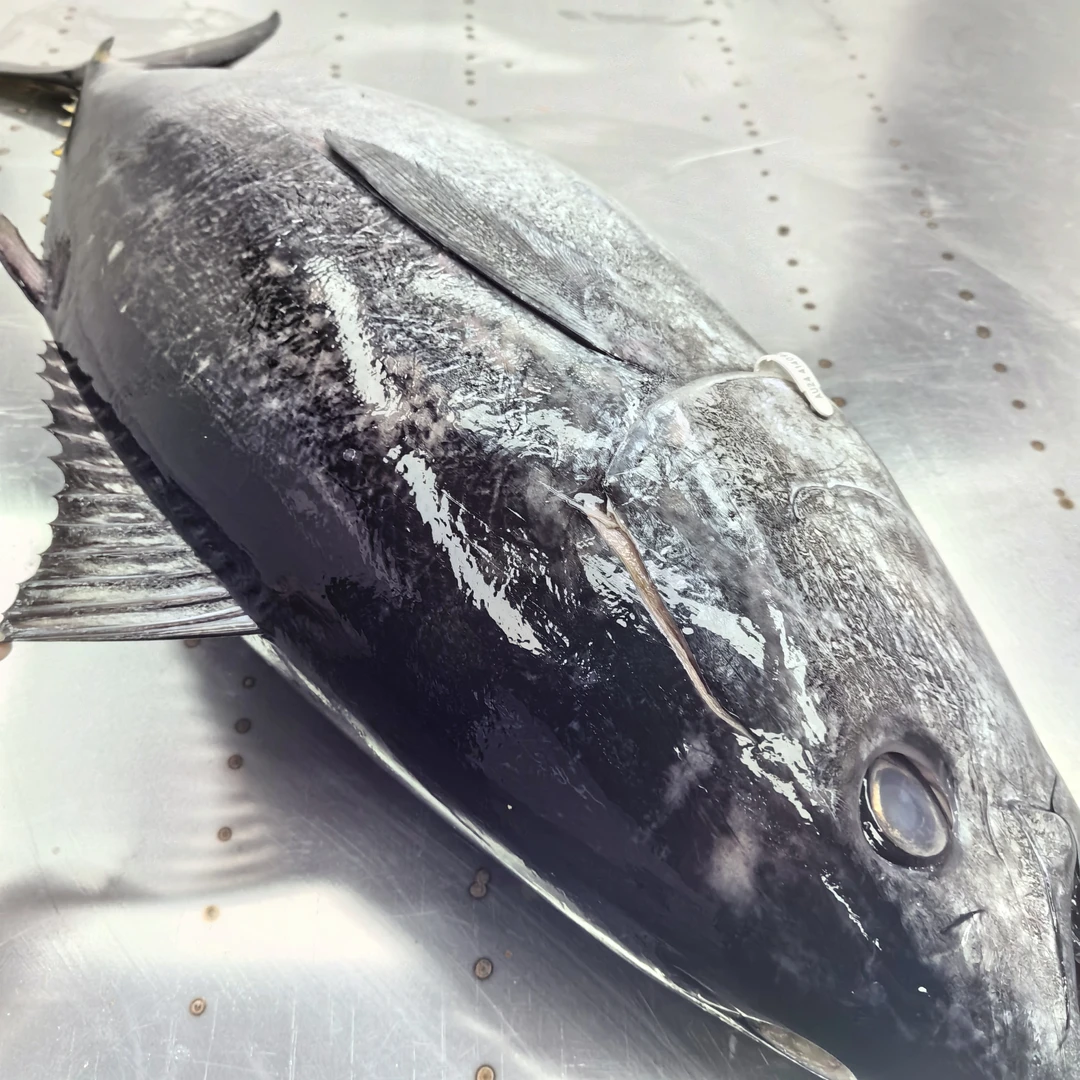 蓝鳍金枪鱼海钓刺身级生鱼片超低温冷冻深海鱼