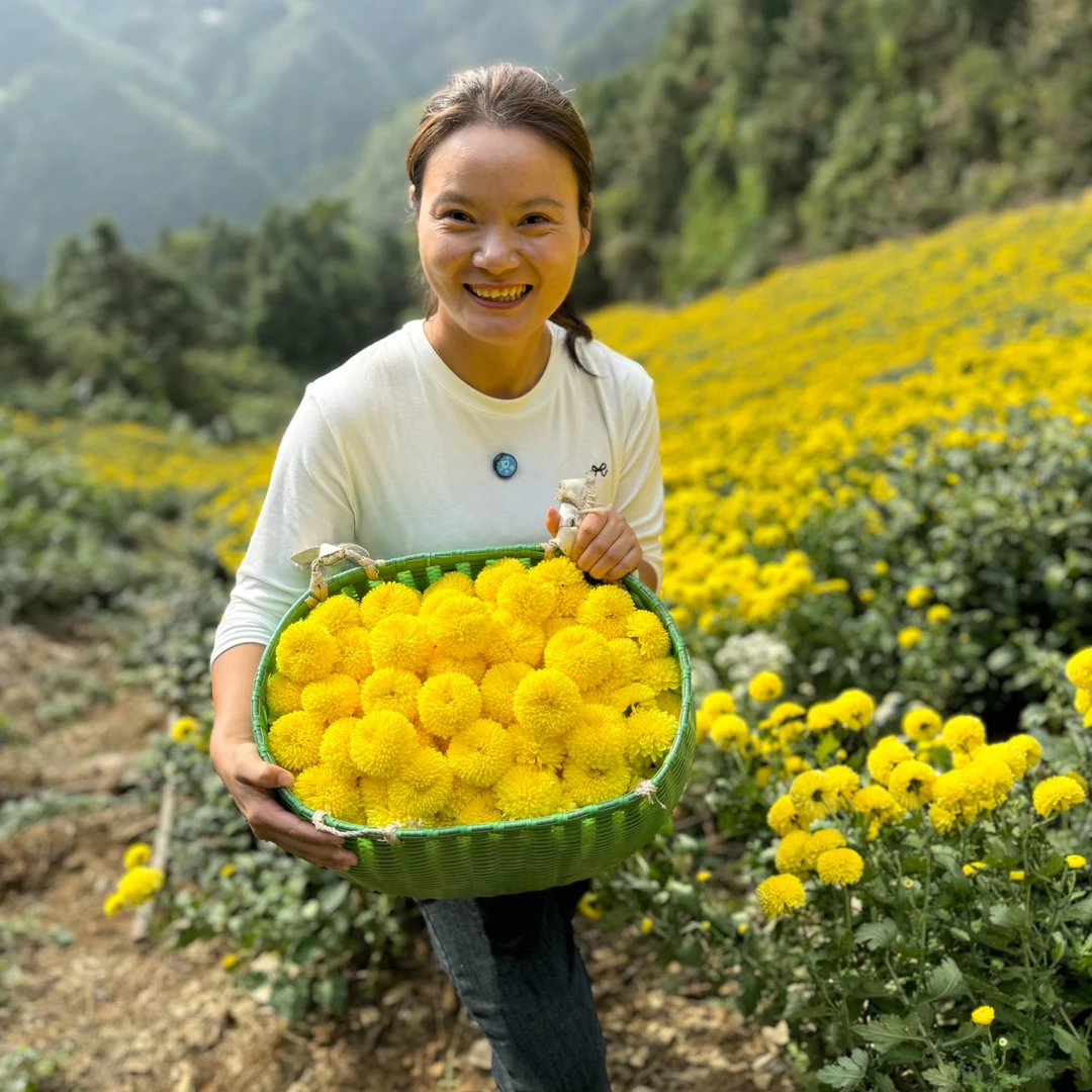 老爸种的高山皇菊徽州皇菊婺源皇菊