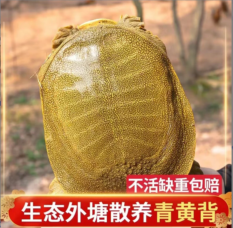 福利款【3只共6斤）青黄壳生态养殖甲鱼活体发货收到死了包赔