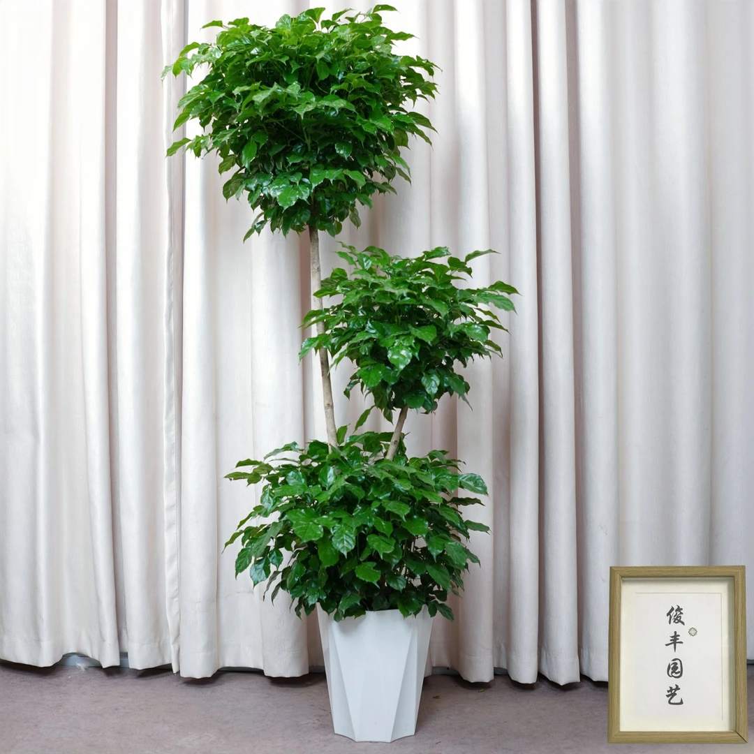 1.6至1.7米L造型三层绿宝幸福树喜甲醛净化空气室内落地摆放