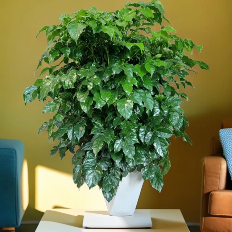 85-100CM幸福树客厅盆栽室内绿植净化空气吸甲醛四季常青发财树