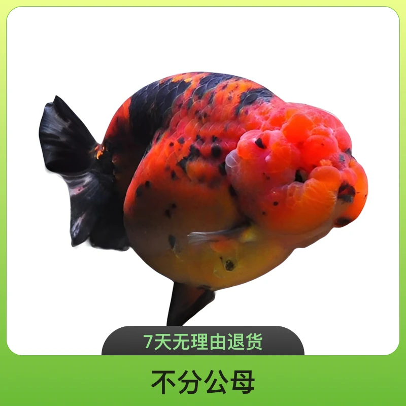 鹿塘精品兰寿金鱼拍鱼实物为准私拍不发货观赏鱼超萌好物