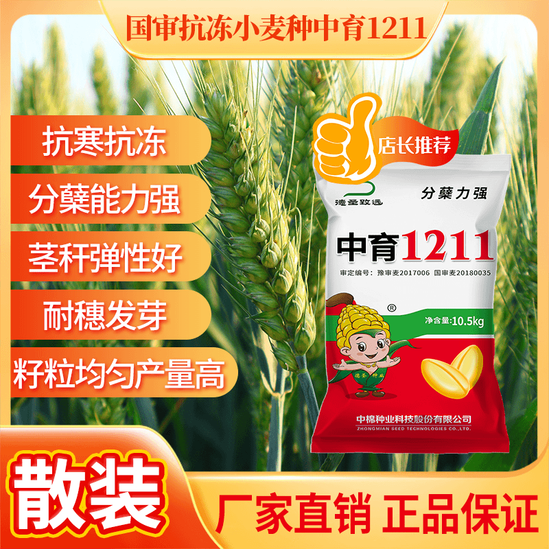 【散装】中育1211小麦种国审高产小麦种子批发抗冻分蘖好免费包衣