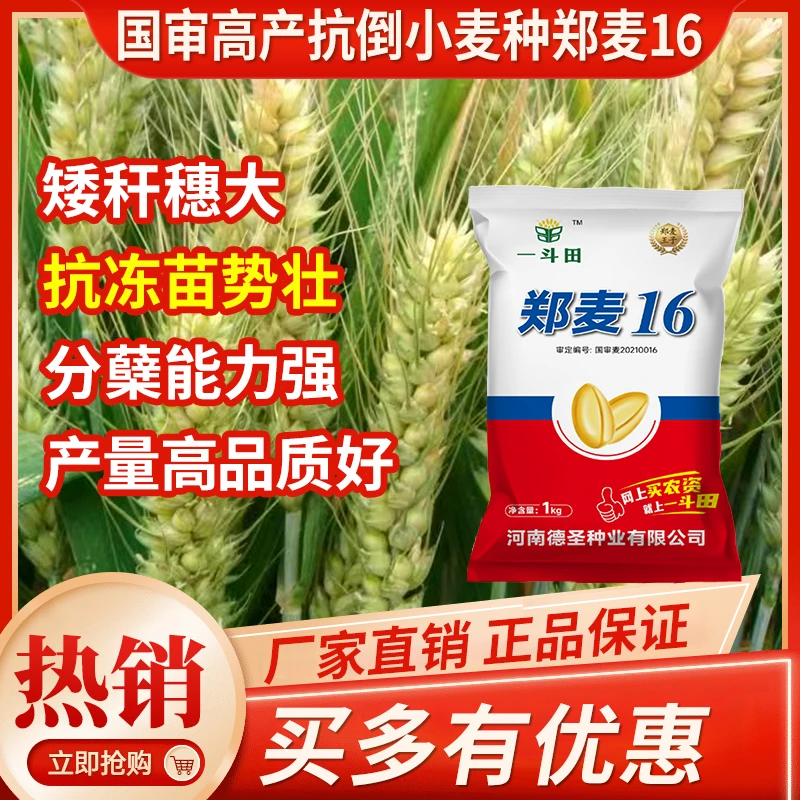 【小包装】郑麦16国审小麦分蘖抗冻高产矮杆小麦种子