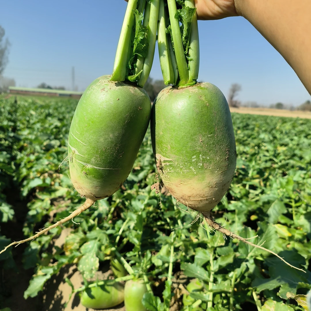 河南青萝卜新鲜青萝卜微辣新鲜蔬菜腌萝卜干白萝卜非水果萝卜