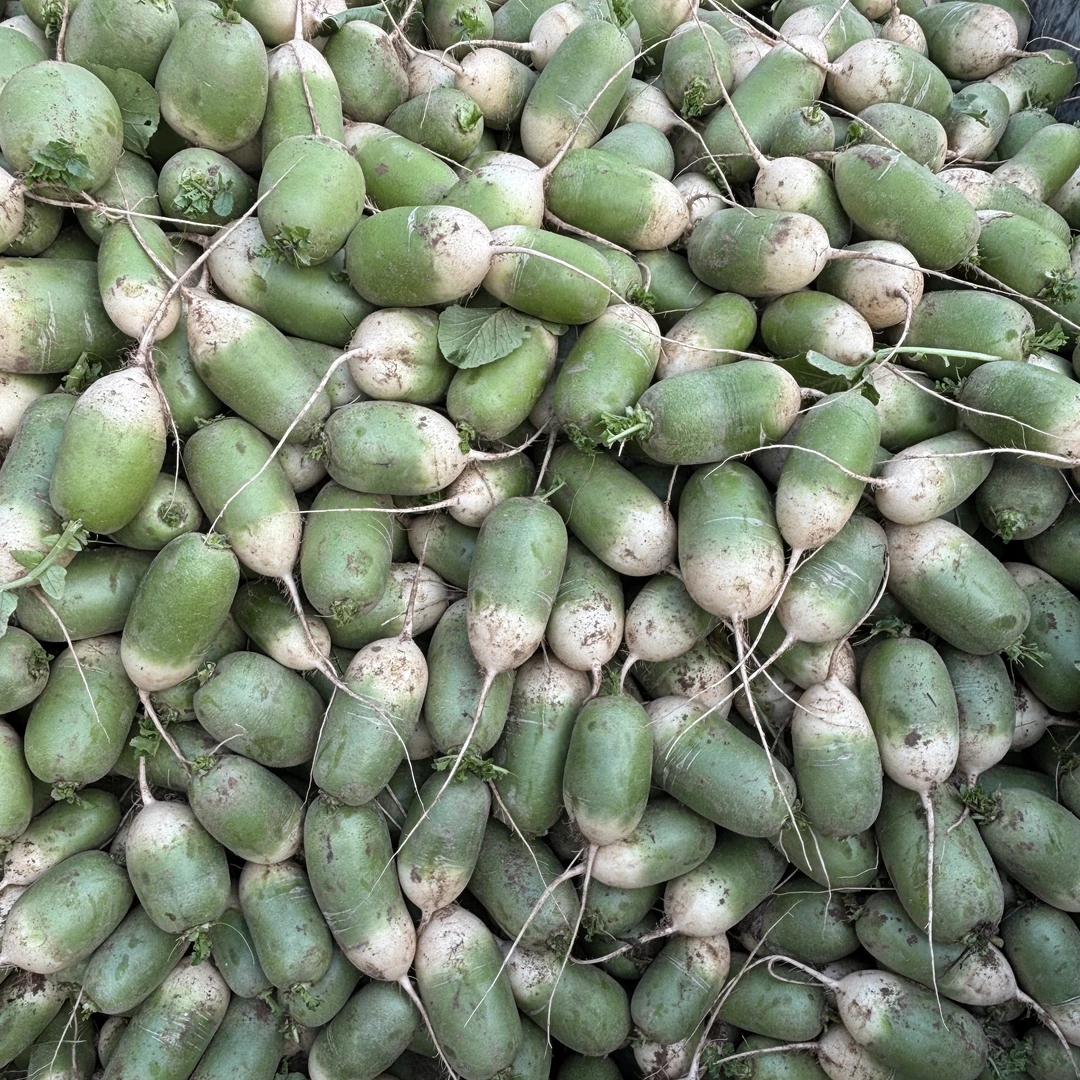 精品新鲜青萝卜9斤河南青萝卜新鲜蔬菜萝卜5斤白萝卜非水果萝卜