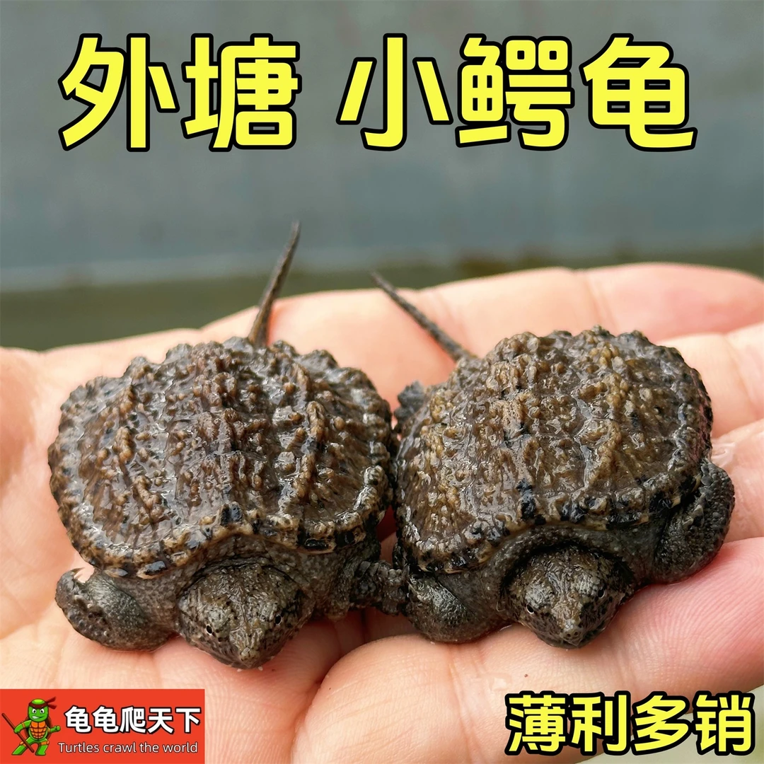 凶猛小鳄龟北美鳄龟杂佛爆刺拟水佛观赏乌龟活物鳄龟苗活体冷水