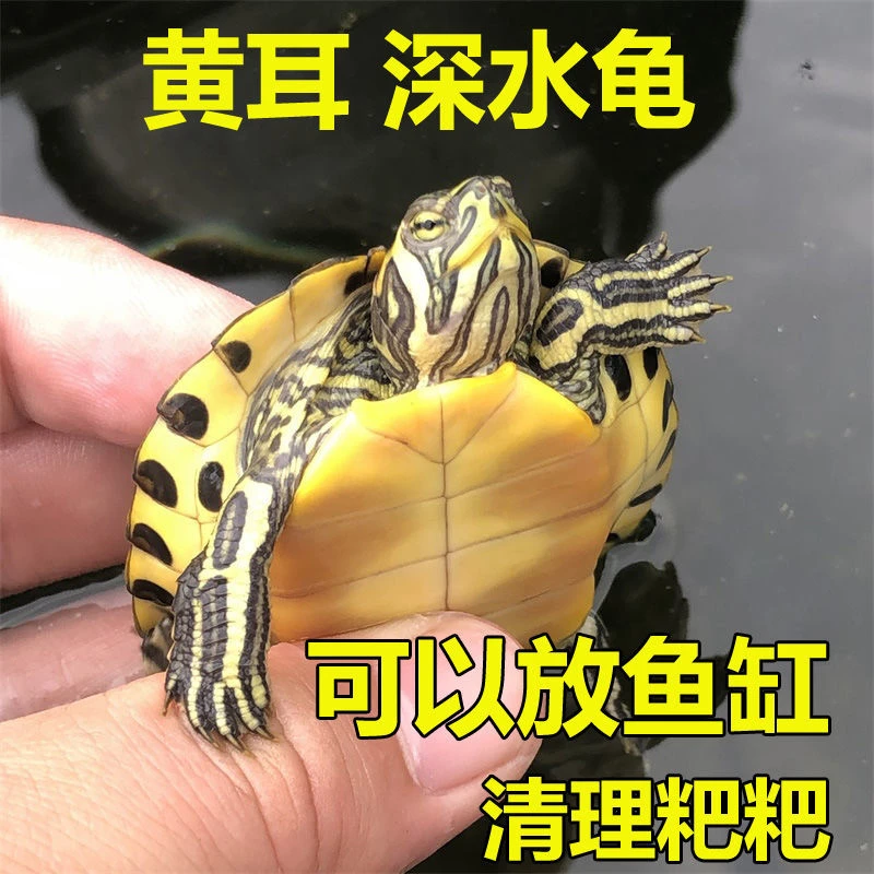 深水黄耳龟乌龟活物冷水长寿龟家养宠物观赏小乌龟招财吃粪龟