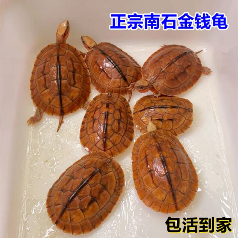 纯正石金钱龟活体观赏水龟长寿龟情侣宠物龟苗外塘养殖小乌龟活物