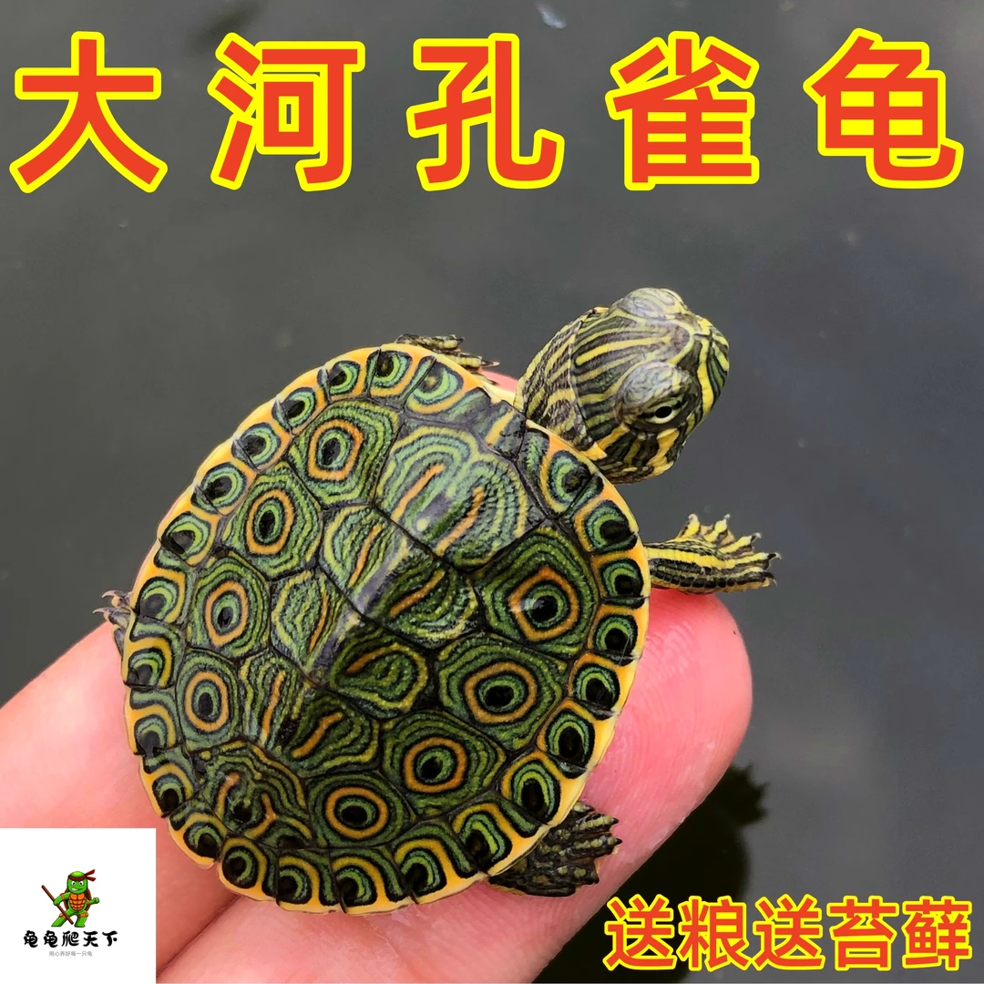 大河甜甜圈孔雀龟佛州彩龟深水龟淡水冷水观赏宠物吃粪小乌龟活物