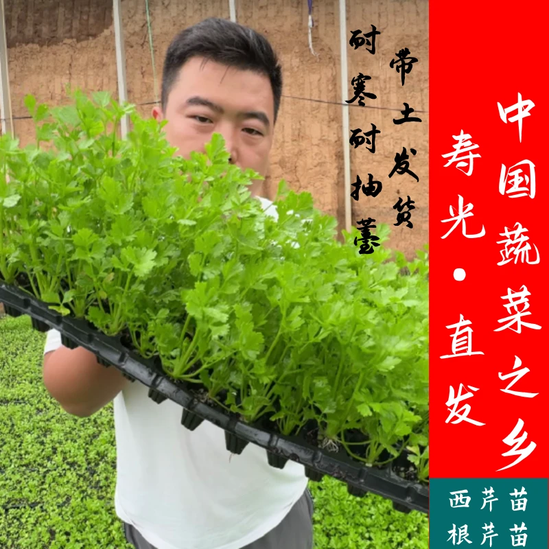 基地直发芹菜种苗四季根芹芹菜苗阳台庭院种植易活高产西芹耐寒耐