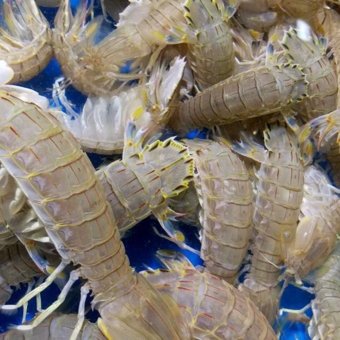 莱州当地鲜活皮皮虾海鲜保鲜不保活（公母混）大虾
