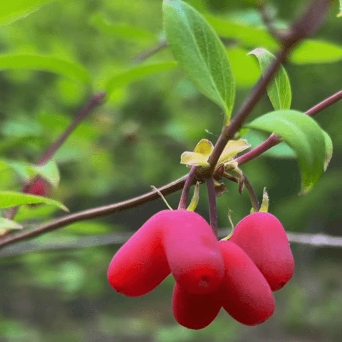 盆景非质量问题不退换货（不包邮）