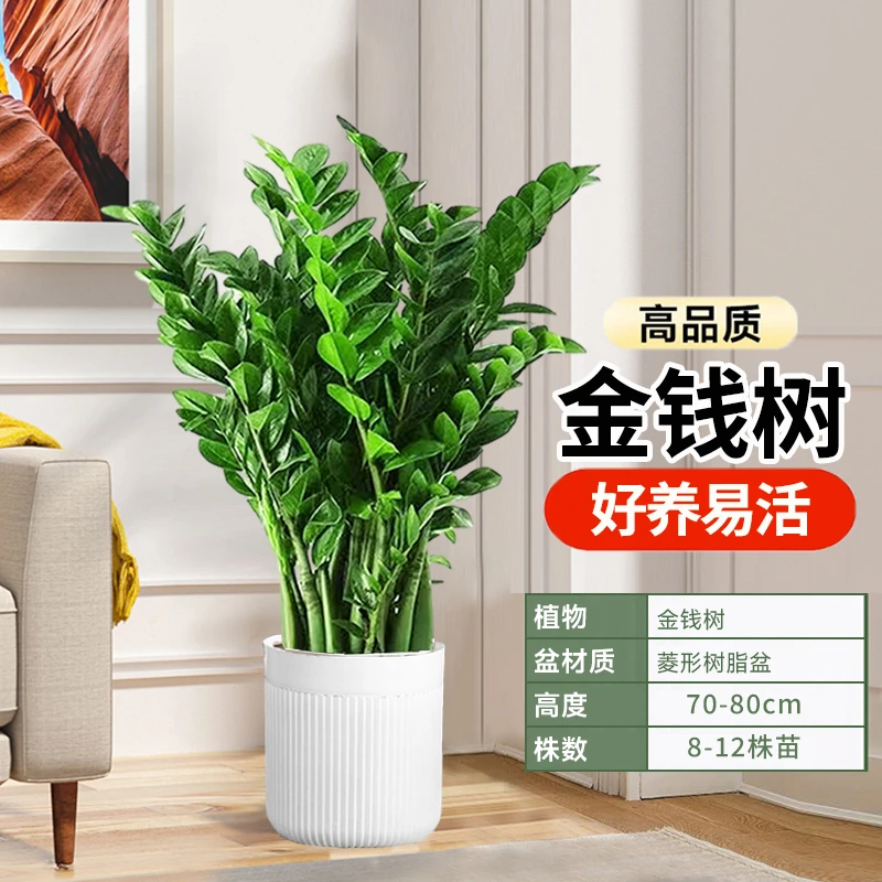 【金钱树】70-80CM,室内外客厅办公室四季常青绿植花卉绿植盆栽室内