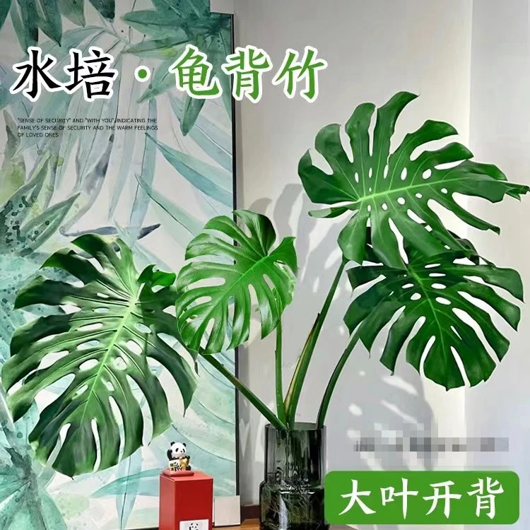 大型开背8年老桩龟背竹土养水培盆栽大叶除甲醛办公客厅室内绿植.