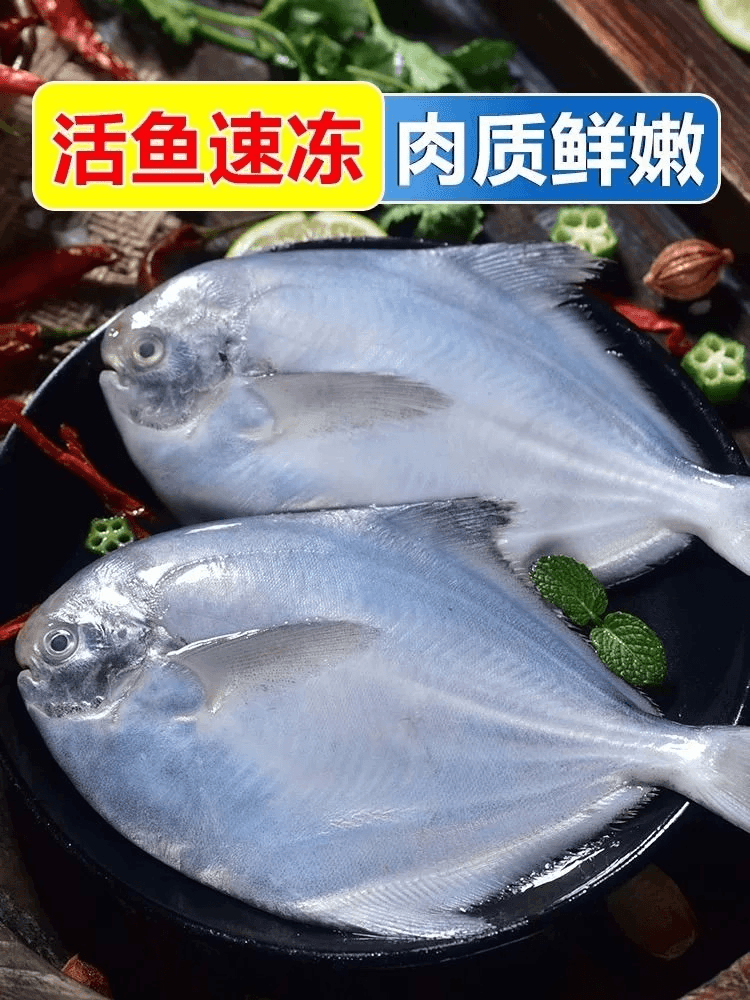 【大个头】黄海野生海捕银鲳鱼  大号肉厚刺少  一包/5条【新鲜单冻】