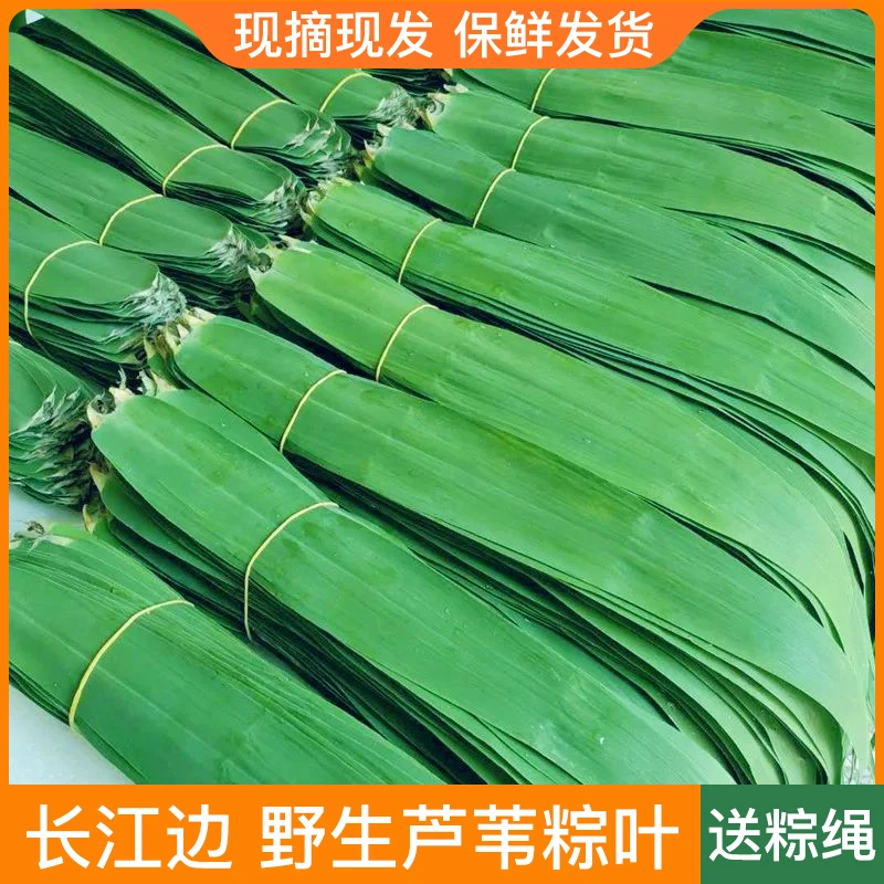 新鲜粽子叶正宗大号芦苇叶棕叶包粽子专用天然野生大粽叶批发安微