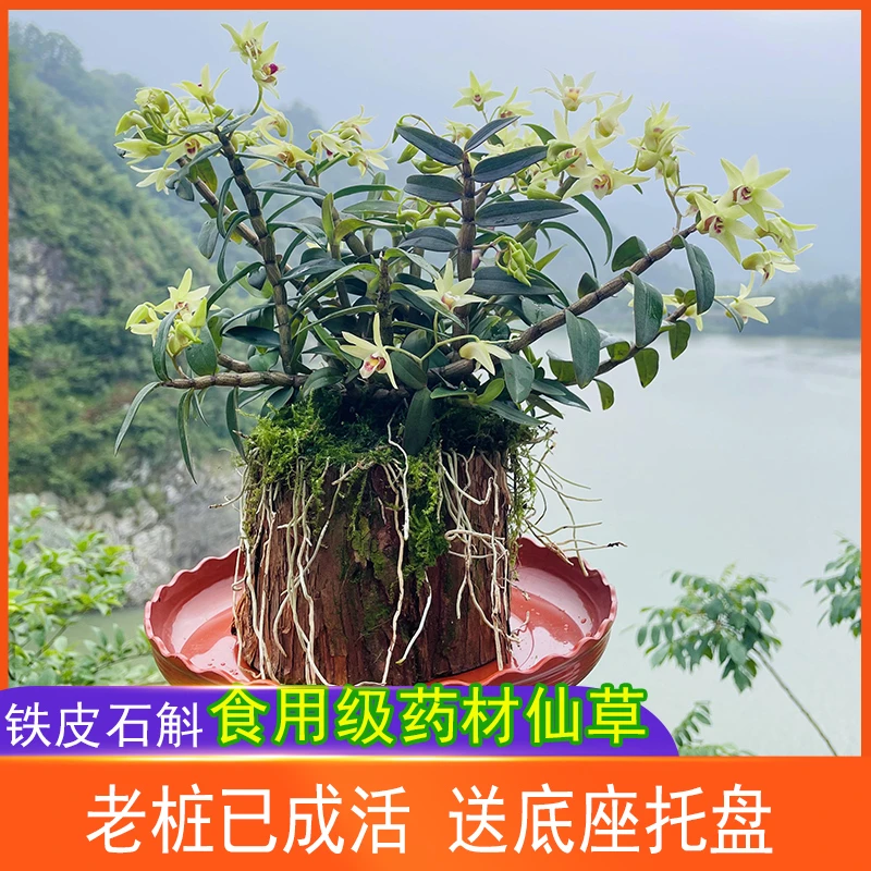 【已成活】雁荡山石斛兰苗3年木桩盆栽可食用鲜条绿植花卉