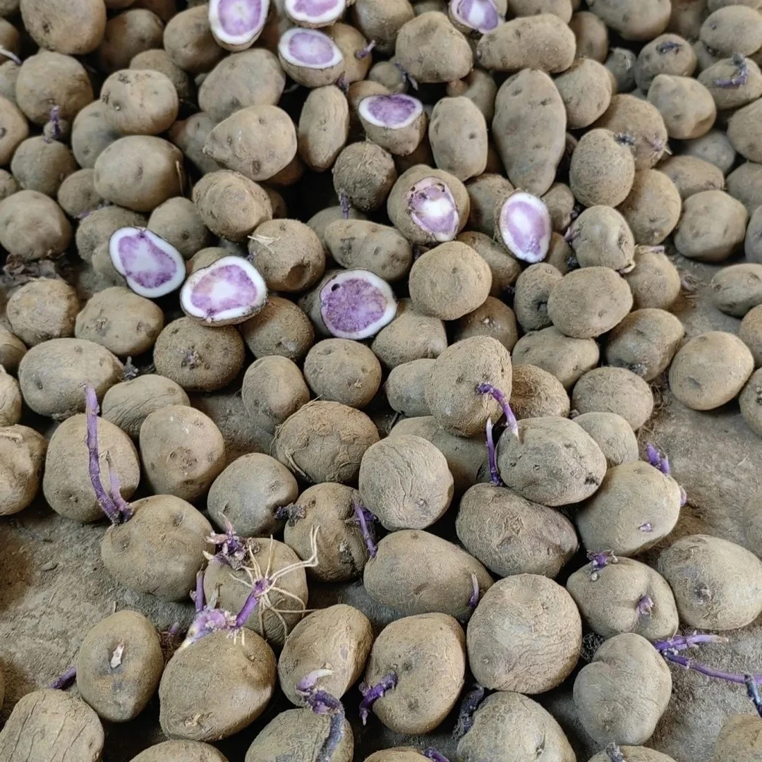 贵州正宗乌洋芋紫色土豆七彩土豆油炸摆摊原材料量大批发