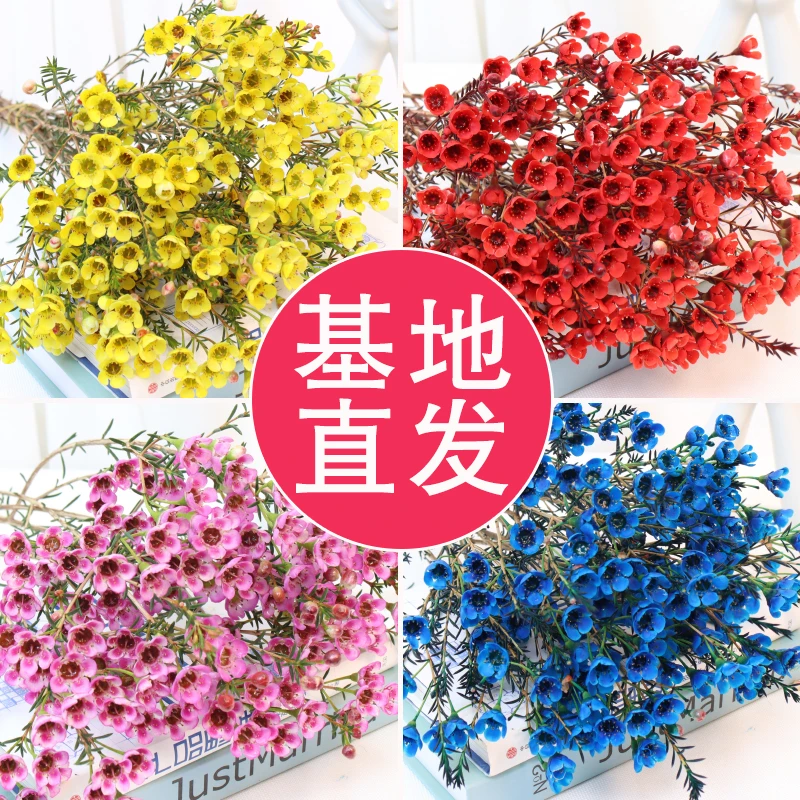 【云农中花】澳洲腊梅鲜花 云南基地直发鲜切花 年宵花干花客厅摆件