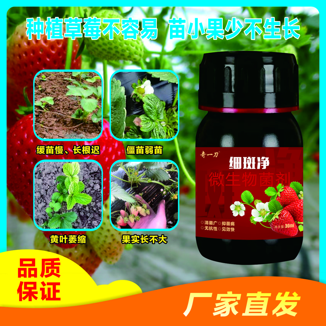 草莓细斑净草莓专打顽固角斑根腐烂棵空心黄萎白粉炭疽灰霉疫病菌