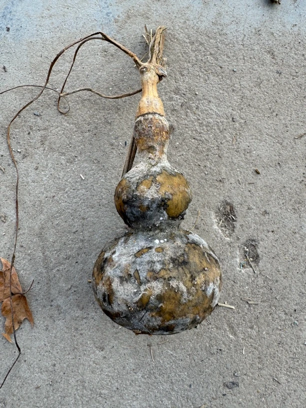 花皮葫芦专用链接（不保龙头不管运损没有售后介意者勿拍）