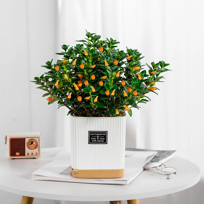 土培金鱼吊兰盆栽带花苞发货基地原盆原土发货室内好养耐旱的花卉